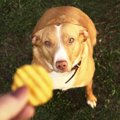 犬のトリーツがカロ…