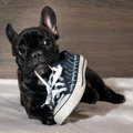 犬が飼い主の『靴』…