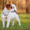 犬の『帰巣本能』に…