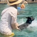 暑い日、犬をプール…