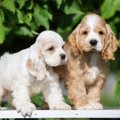 『自分に合った犬種…