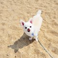もうすぐ夏！愛犬の…