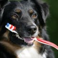 初めての犬の歯磨き…