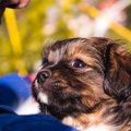 犬と目を合わせない…