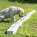 群馬県がガン探知犬…