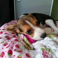 劣悪繁殖場から救わ…