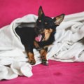 犬にあくびがうつる…