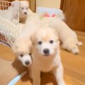 5匹の赤ちゃん犬たち…