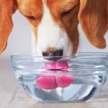 犬が水を飲みすぎる…