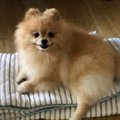 シニア犬を生き生き…