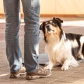 犬は人間の声の高さ…