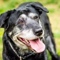 愛犬がシニアになる…