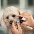 犬の爪切りをしない…
