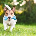 犬特有の『習性』5選…
