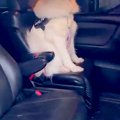 『絶対に車から降り…