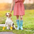 雨の日も犬の散歩は…