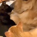 『死んでしまうので…
