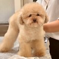 ボサボサになってし…