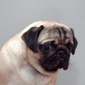 犬が辛いと思ってい…