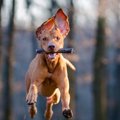 犬に無理をさせては…