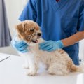 【獣医師執筆】犬の…