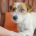 飼い主必見！犬に尊…
