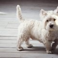 犬が落ち着かない時…