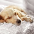犬がフカフカした場…