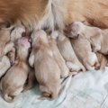 犬の出産の基本知識…