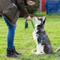 犬が『やる気がない…