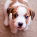 犬が怖がる『人の見…