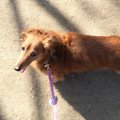 愛犬のもしもの時、…