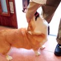 犬が『大好きなお兄…