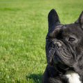 犬にとって「猫じゃ…