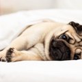 犬が『早起き』な理…