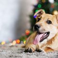 科学的に作られた犬…