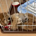 「すやぁ～」愛らし…