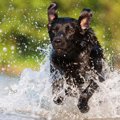 愛犬とできる新しい…