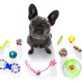 犬が『おもちゃにす…