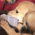 わんこと私のビック…