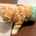 初めて『服』を着た…