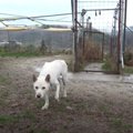 唸る＆咬むのため殺処分が確定していた野良犬に、手でおやつをあげる！？