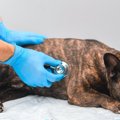 犬が頻繁にゲップを…