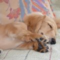 犬のヘルニアの症状…