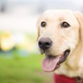 犬は糖尿病の人を見…