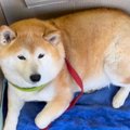 愛犬の1年間を振り返…