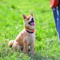 犬に『褒め言葉』は…