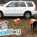 犬の盲導犬。才能が…