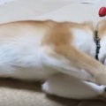 まるで○○？！ボール…
