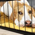 犬に絶対NGな留守番…